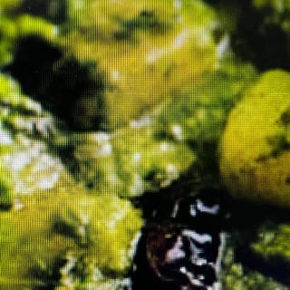 Goan Cafreal Tikka Kabobs